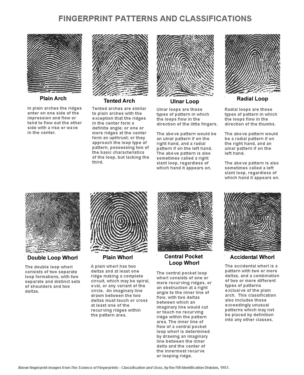 Modern fingerprint classification includes 8 types of fingerprints.